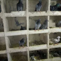 کفتر مسافتی بوم ندیده ازنژاد اصلی|پرنده|قم, نوبهار|دیوار