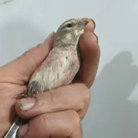 سهره سینه سرخ نر معاوضه با پرنده