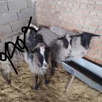 رومانوف|حیوانات مزرعه|پیشوا, |دیوار