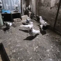 طوقی|پرنده|مشهد, نظام دوست|دیوار