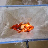 فروش ماهی قرمز/طعمه/شکاف/شکاری/|ماهی|لنگرود, |دیوار