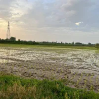 فروش زمین ۵۰۰۰ متری شالیزار رشت|فروش زمین و ملک کلنگی|اصفهان, بوستان زاینده رود|دیوار