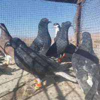 کفتر یا کبوتر دم سفید کرباتی ساده