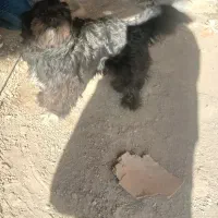 سگ شیتزو نر