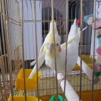 طوطی لوتینو اهلی|پرنده|مرند, |دیوار