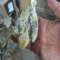 عروس هلندی سرلاکی ومولد|پرنده|بندر گناوه, |دیوار