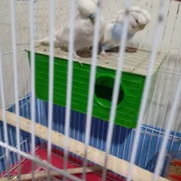 ۴ جفت مرغ عشق انگلیسی|پرنده|تهران, افسریه جنوبی|دیوار