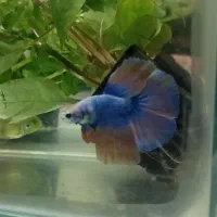 ماهی فایتر نر آماده جفت گیری|ماهی|تهران, خلیج فارس|دیوار