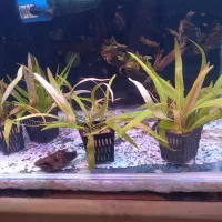 گیاه طبیعی بدونco2 کم توقع قابل کاشت در شن عادی|ماهی|ملایر, |دیوار