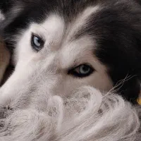 واگذاری رایگان هاسکی|سگ|کرمانشاه, |دیوار