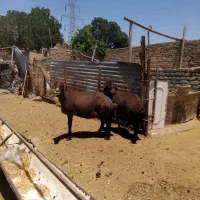 میش جوان و کاوور شیشیک تخمی مالداری