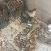 زاغ مایدم ماده شانزده دم