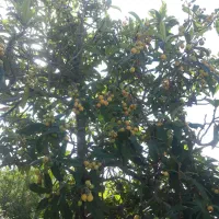 ازگیل ژاپنی شیرین و ملس