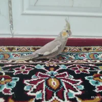 عروس هلندی30 روزه