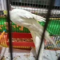 چند جفت عروس پاریس|پرنده|بندر ماهشهر, |دیوار