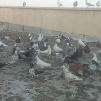 کفتر