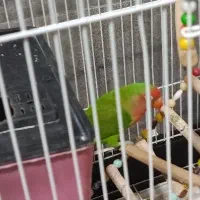 طوطی برزیلی جفت|پرنده|قروه, |دیوار