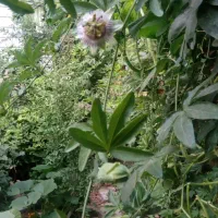 باغبانی و هرس درختان و گلها|خدمات باغبانی و درختکاری|تهران, باغ فیض|دیوار