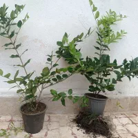 یاس هلندی سطل ۳