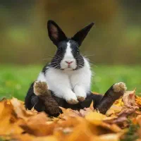 فروش یک جفت خرگوش نر و ماده