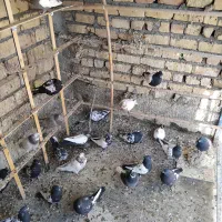 سینه‌دم‌سیاه‌،سرور|پرنده|ساوه, |دیوار