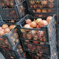 انار میخوش درجه یک