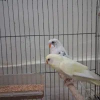 ۷تا مرغ عشق|پرنده|اصفهان, کوی امام|دیوار