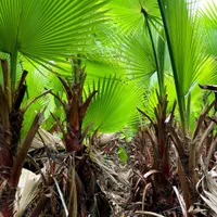 نهال پالم|گل و گیاه طبیعی|نوشهر, |دیوار