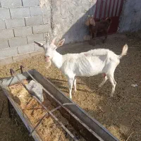 بز شیری خارجی