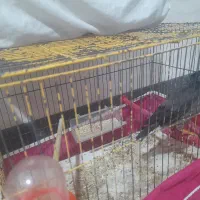 مرغ مینا|پرنده|اصفهان, جوزدان الیادران|دیوار