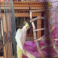 عروس هلندی لوتینو ماده|پرنده|قزوین, |دیوار