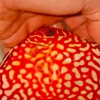 فروش ماهی دیسکس