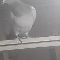 ۱۳تاکفترکاشمر بشرط|پرنده|کاشمر, |دیوار