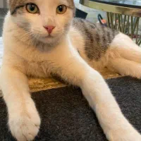 واگذاری گربه dsh