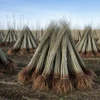 نهال صنوبر درجهیک از نهالستان مستقیم|گل و گیاه طبیعی|خدا آفرین, |دیوار