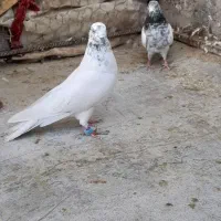 کبوتر|پرنده|اشکذر, |دیوار