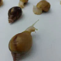 حلزون آپاچیتا کلاژن ساز برای پوست