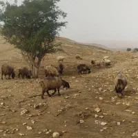 151 راس میش بره دار و آبستن گلون گرم