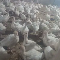 جوجه بوقلمون بیوتی ۲۷