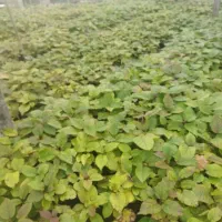 نهال بزر کیوی|گل و گیاه طبیعی|چوبر, |دیوار