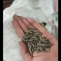 تخمه آفتابگردان کانادایی S400کشت یک حراج
