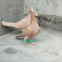 کفتر یاکبوتر زرد جفتگاه