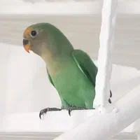 سه عدد جوجه یکماه طوطی برزیلی( کوتوله)|پرنده|مشهد, شهید احمدی روشن|دیوار