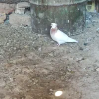 پرنده کفتر|پرنده|صدرا-فارس, فاز ۱|دیوار