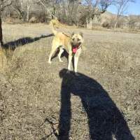 واگذاری سگ سرابی|سگ|عنبران, |دیوار