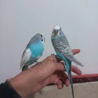 مرغ عشق|پرنده|تربت‌حیدریه, قائم|دیوار