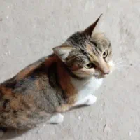 واگذاری گربه خانگی