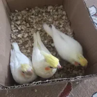 جوجه عروس هلندی
