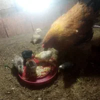 مرغ کرچ به همراه جوجه