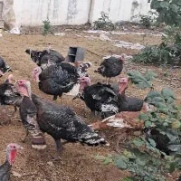 بوقلمون کیلویی ۳۰۰